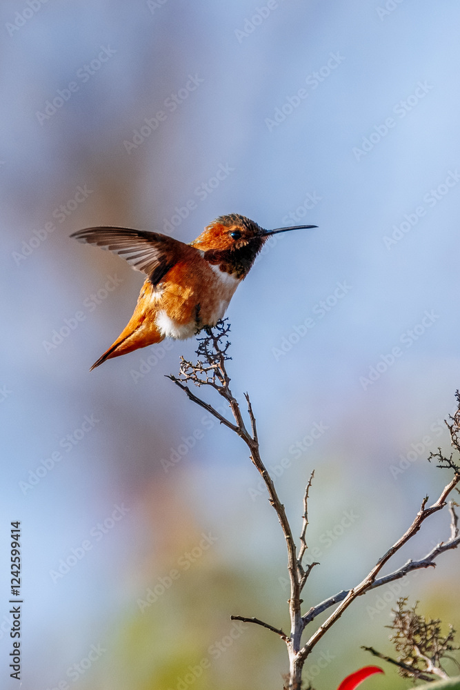 Fototapeta premium A hummingbird is flying and taking an insect