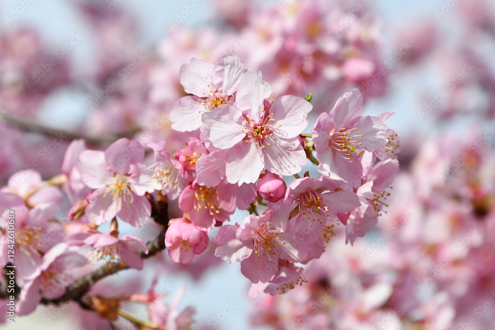 京都 淀水路の河津桜 Kawazu cherry blossoms in Yodo Suido, Kyoto 京都 淀水路の河津桜 Kawazu cherry blossoms in Yodo Suido, Kyoto