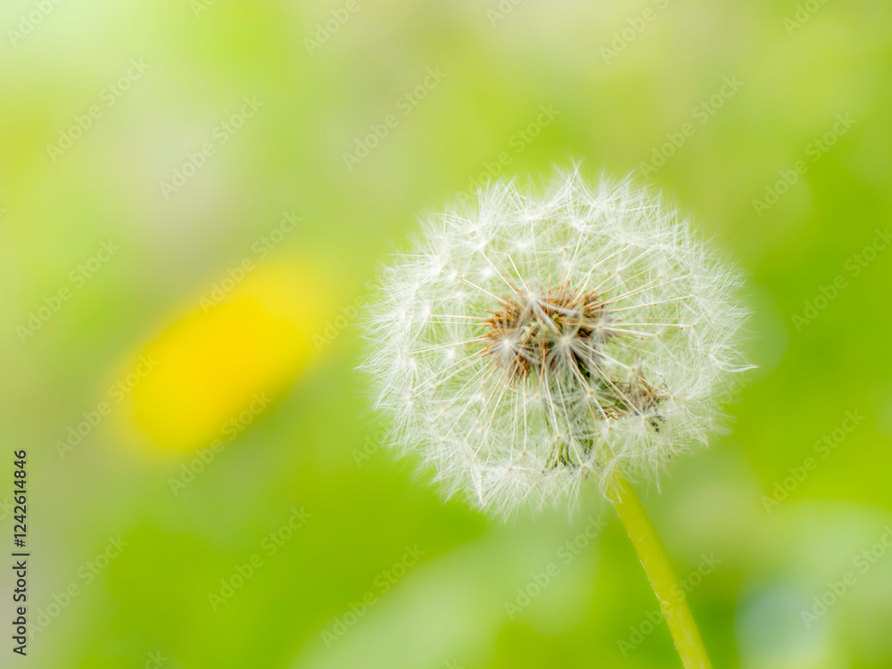Obraz premium タンポポの綿毛のある風景