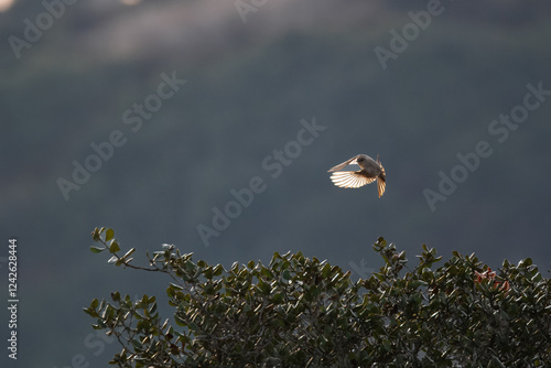 A Say's Phoebe bird flies with wings widely open photo