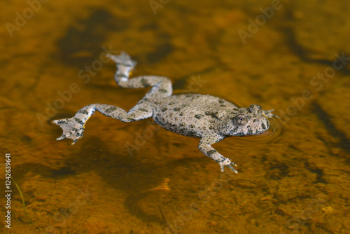 Gelbbauchunke // Yellow-bellied toad (Bombina variegata) - Bückeberg, Deutschland photo