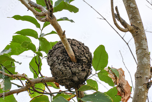 A colony's arboreal carton nest ants Crematogaster castanea. Close up