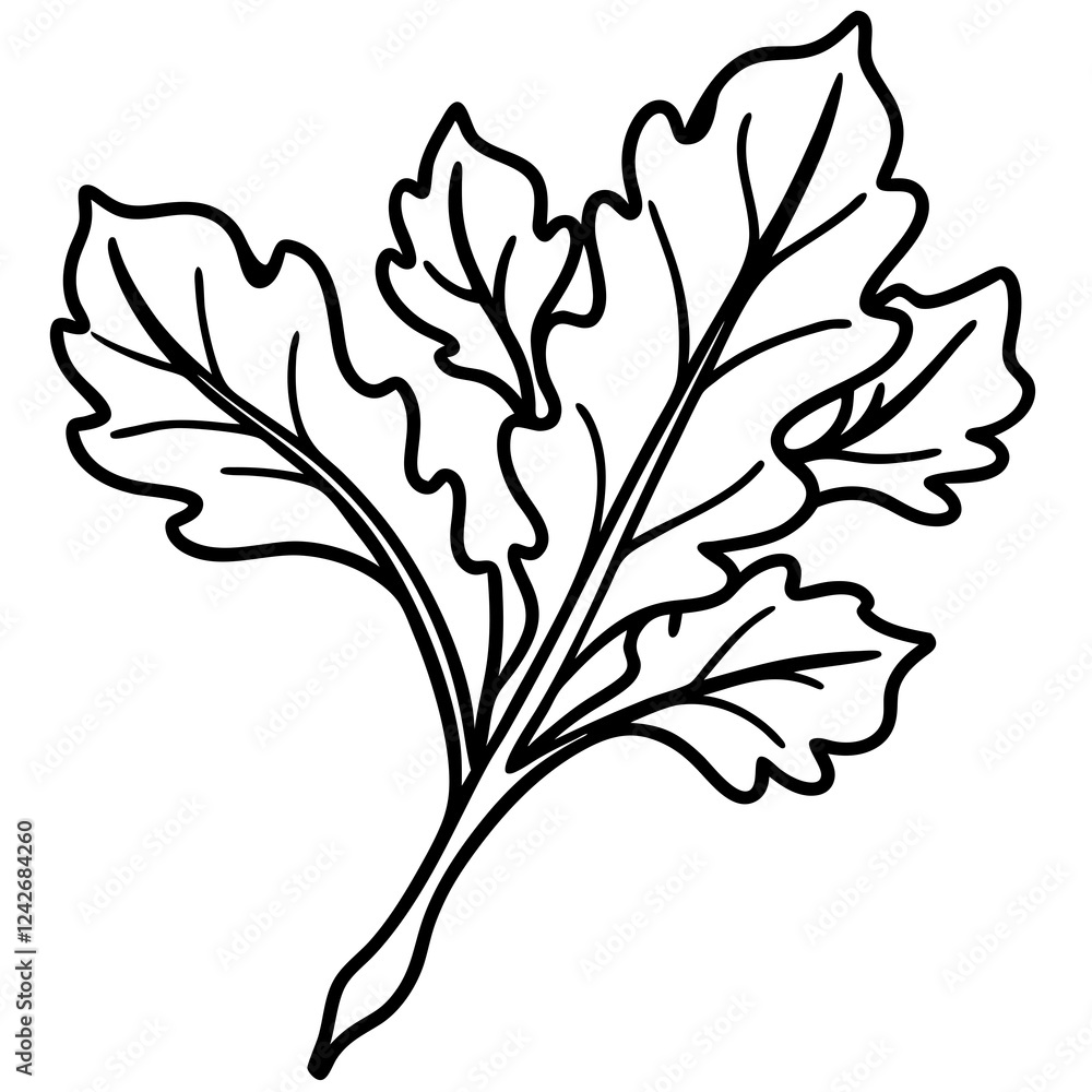 Single Line Arugula Vector Illustration Single Line Arugula Vector Illustration