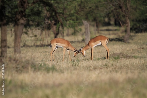 Two Impalas Grazing in the Open Savannah, Serengeti National Park, Tanzania, Afirca photo