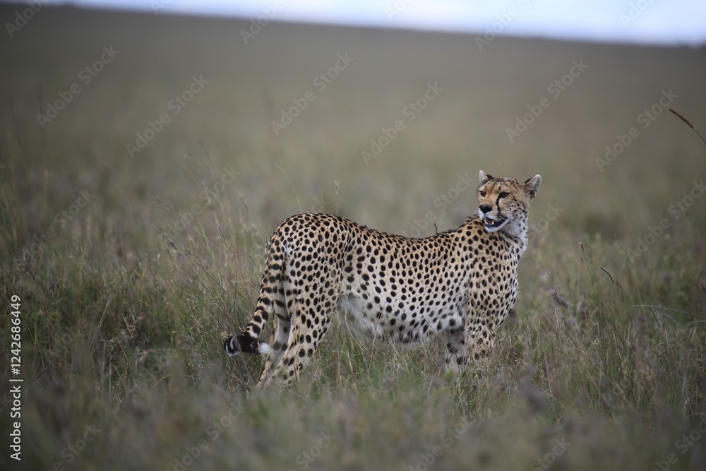 Obraz premium Cheetah on the Hunt in the Open Grassland, Serengeti National Park, Tanzania, Africa