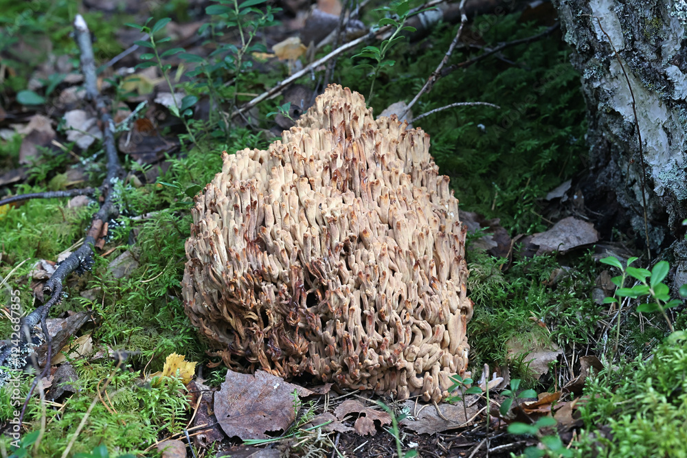 Ramaria boreimaxima, a coral fungus from Finland with no common English name Ramaria boreimaxima, a coral fungus from Finland with no common English name