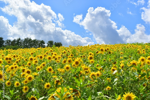 ひるぜんジャージーランド　岡山　ヒマワリ　向日葵　向日葵畑　ひまわり畑　夏　