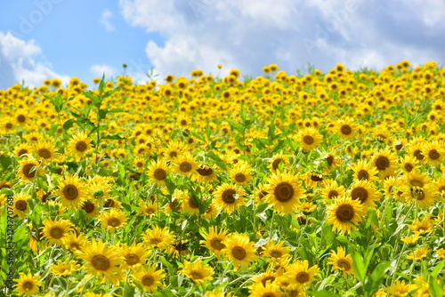 ひるぜんジャージーランド　岡山　ヒマワリ　向日葵　向日葵畑　ひまわり畑　夏　
