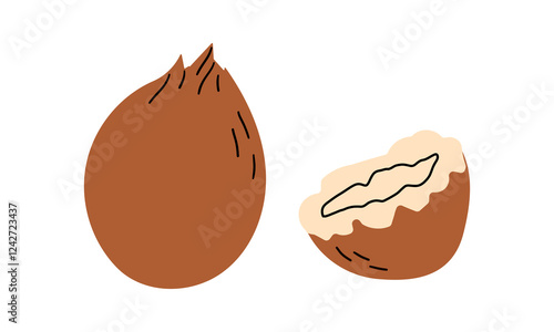 Coconuts and coconut half isolated on a white background. Vector illustration cartoon flat coconut icon isolated on white background. Doodle flat cartoon simple style for banner , card and design.