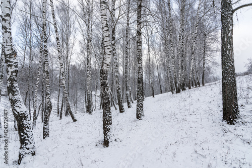 Tablou pe pânză Birch grove after a snowfall on a winter cloudy day