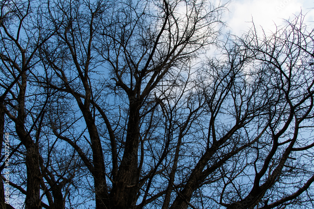 Low-angle view of the bare branches Low-angle view of the bare branches