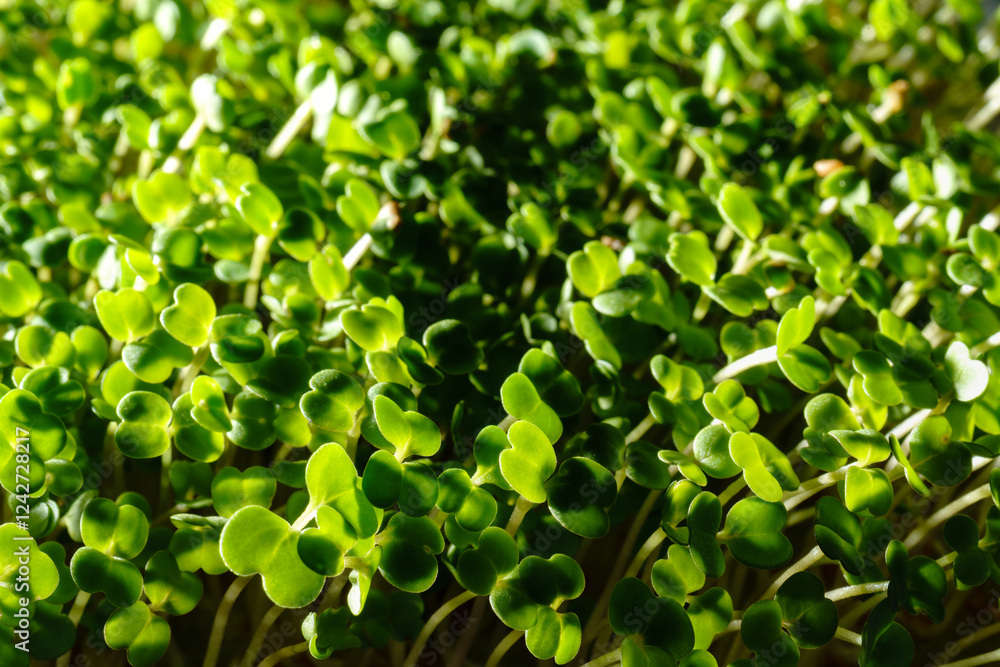 Fresh green broccoli sprouts close-up. Growing micro greens for a healthy diet. Vegan food. Fresh green broccoli sprouts close-up. Growing micro greens for a healthy diet. Vegan food.