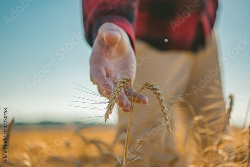 Farmers hand touching wheat. Cereal crops ready for harvest. Growth of wheat. Organic wheat field. Harvest season. Hand holding ripe spikelets. Wheat spikes harvest.