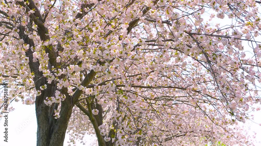 ゆっくりと風に揺れる八重桜の桜並木。柔らかな日差し。
Multi-layered Cherry Blossoms slowly swaying in the wind. Soft sunshine. ゆっくりと風に揺れる八重桜の桜並木。柔らかな日差し。
Multi-layered Cherry Blossoms slowly swaying in the wind. Soft sunshine.