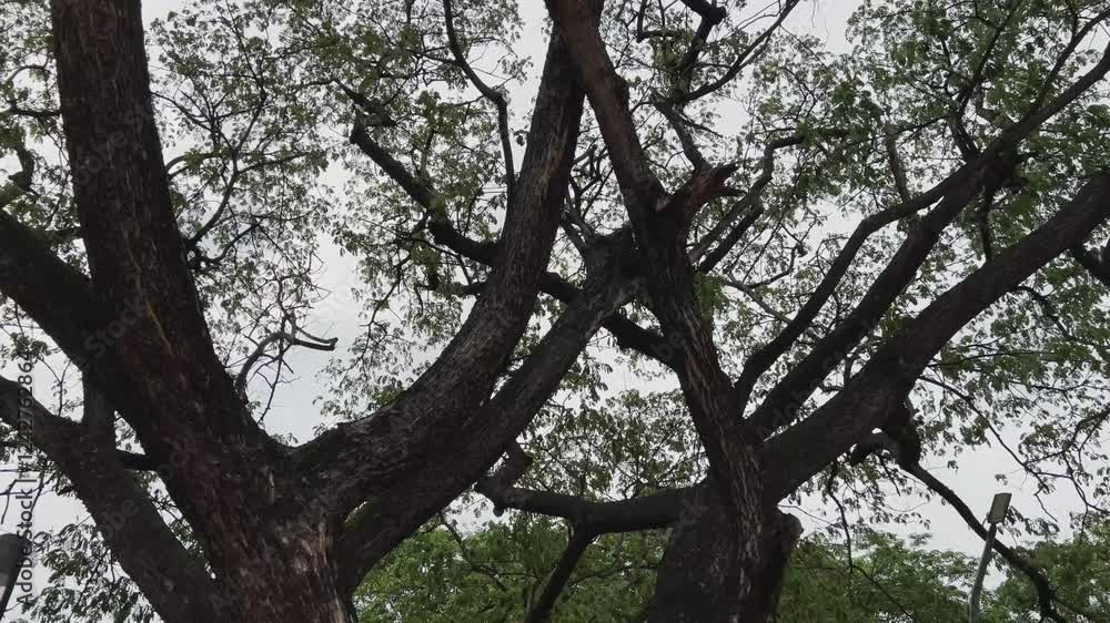 Branched tree trunks, tree trunks with leaves