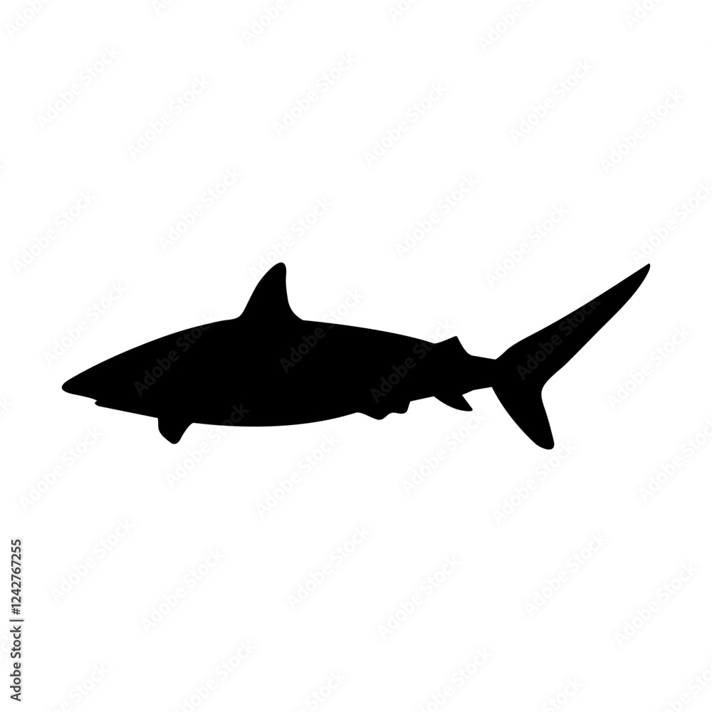 Fototapeta premium shark, fish, sea, animal, underwater, vector, 