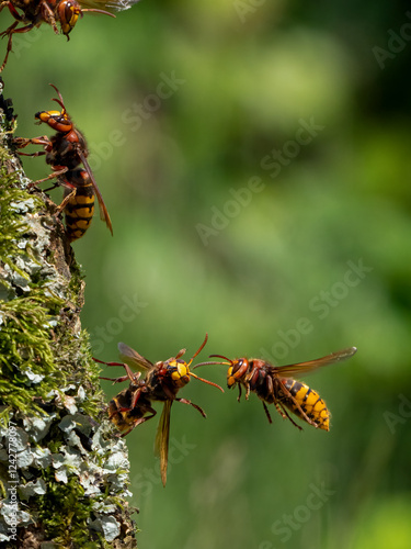 Hornisse (Vespa crabro)