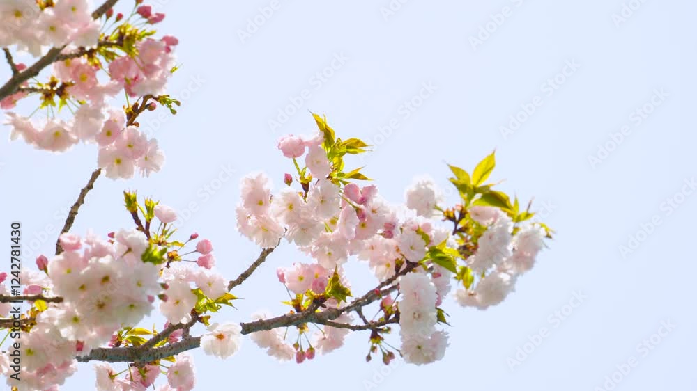 ゆっくりと風に揺れる八重桜の花。柔らかな日差しと青空。
Multi-layered Cherry Blossoms slowly swaying in the wind. Soft sunshine and blue sky. ゆっくりと風に揺れる八重桜の花。柔らかな日差しと青空。
Multi-layered Cherry Blossoms slowly swaying in the wind. Soft sunshine and blue sky.