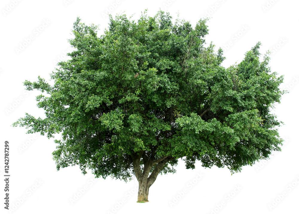 Fototapeta premium A banyan tree isolated on a white background