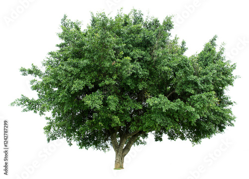 A banyan tree isolated on a white background