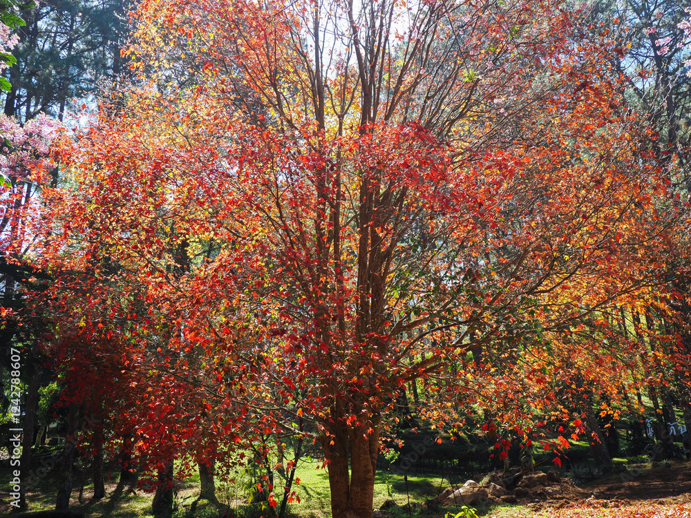 Beautiful, sunny autumn in the park Chiangmai Thailand Beautiful, sunny autumn in the park Chiangmai Thailand