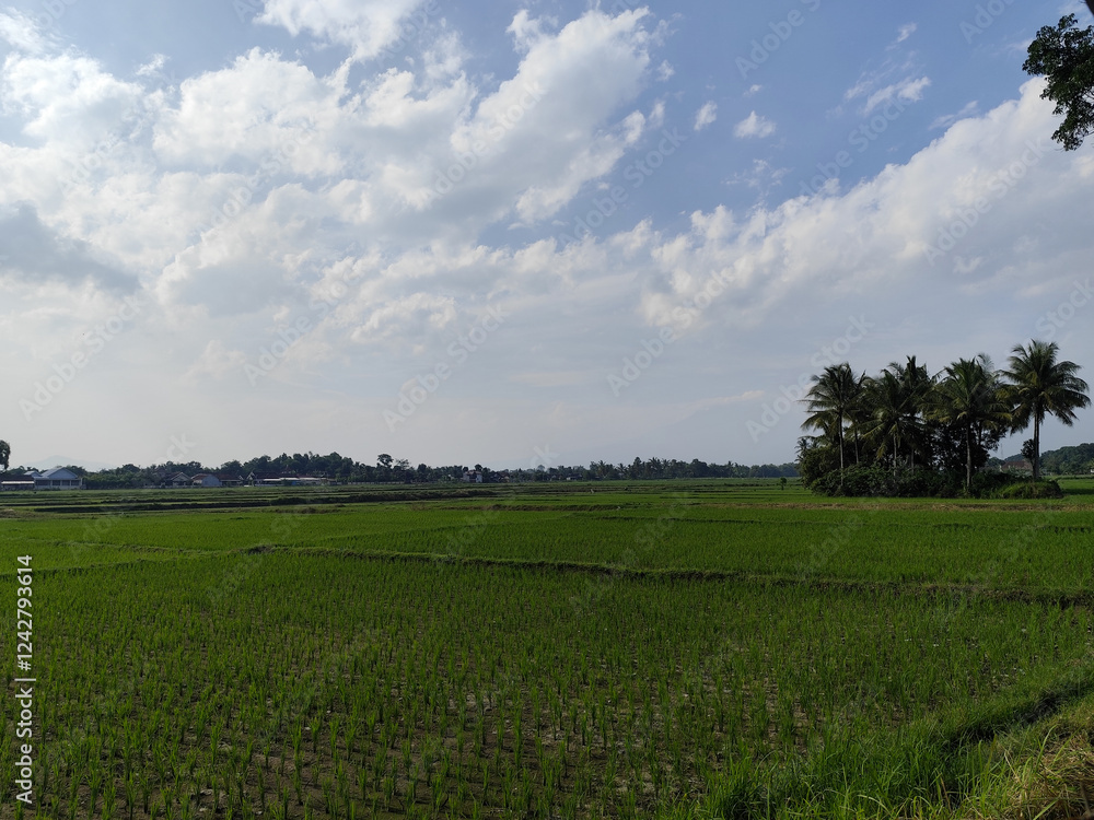 The view of rice fields in rural Indonesia during the day with the sky and trees in Indonesia looks very beautiful. The view of rice fields in rural Indonesia during the day with the sky and trees in Indonesia looks very beautiful.