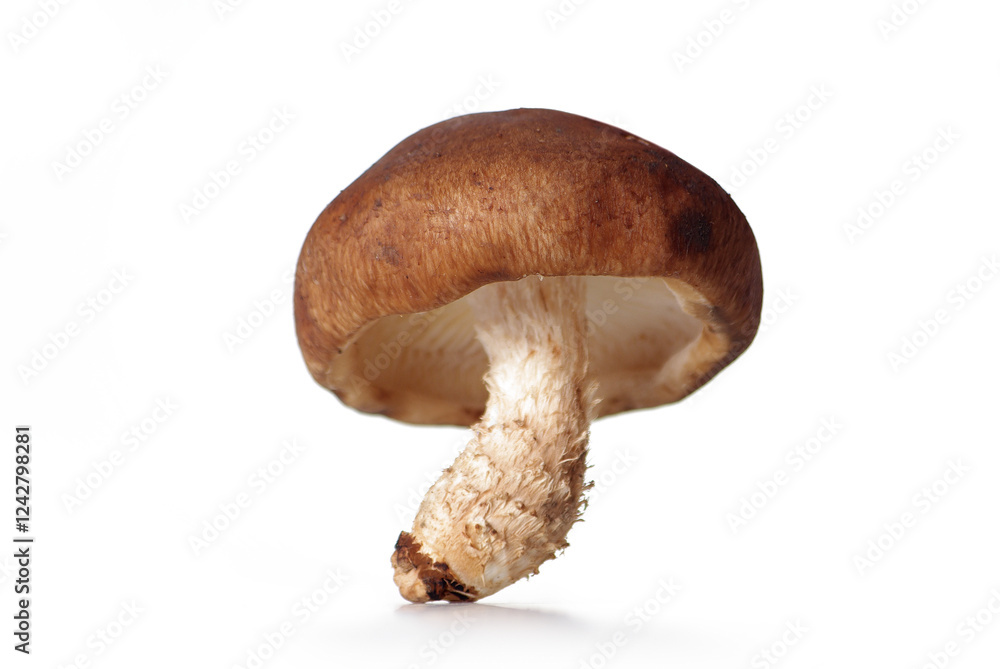 Fresh mushrooms, isolated on a white background. Fresh mushrooms, isolated on a white background.