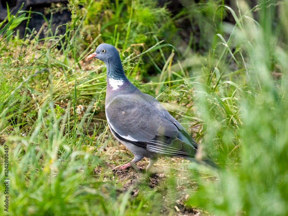 Fototapeta premium Ringeltaube&nbsp;(Columba palumbus)