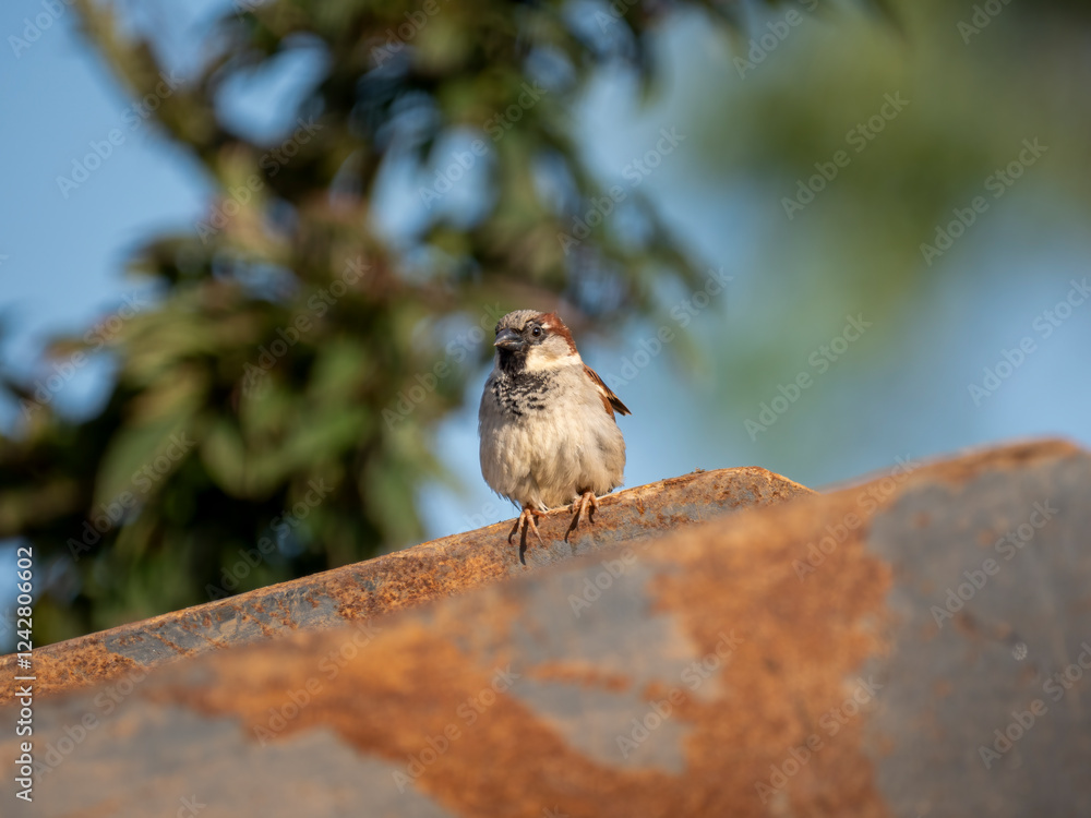 Naklejka premium Haussperling (Passer domesticus)