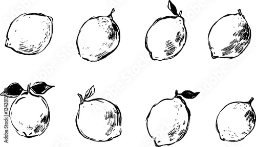 Hand-Drawn Lemon Illustrations Collection