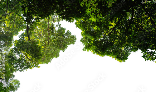 Billede på lærred Tropical plants bush on isolated against transparent background