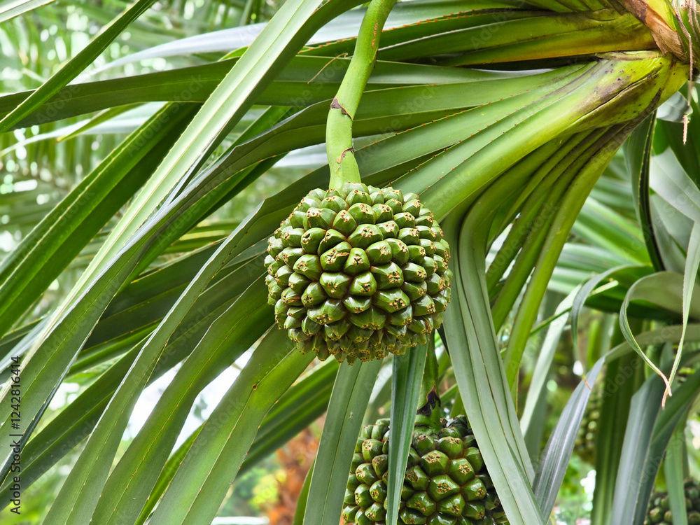 Close-up of Common Screw Pine Fruit (Pandanus utilis) Close-up of Common Screw Pine Fruit (Pandanus utilis)