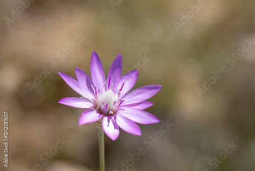 Xeranthemum annuum  immortelle  purple wildflower  close up. photo