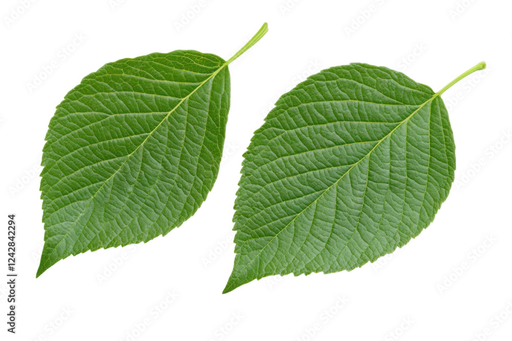 Obraz premium green leaf isolated on white