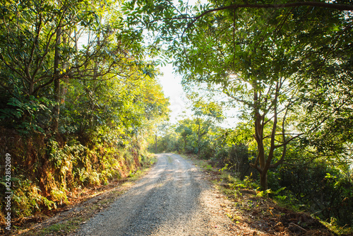 The small path in the forest in the early morning
