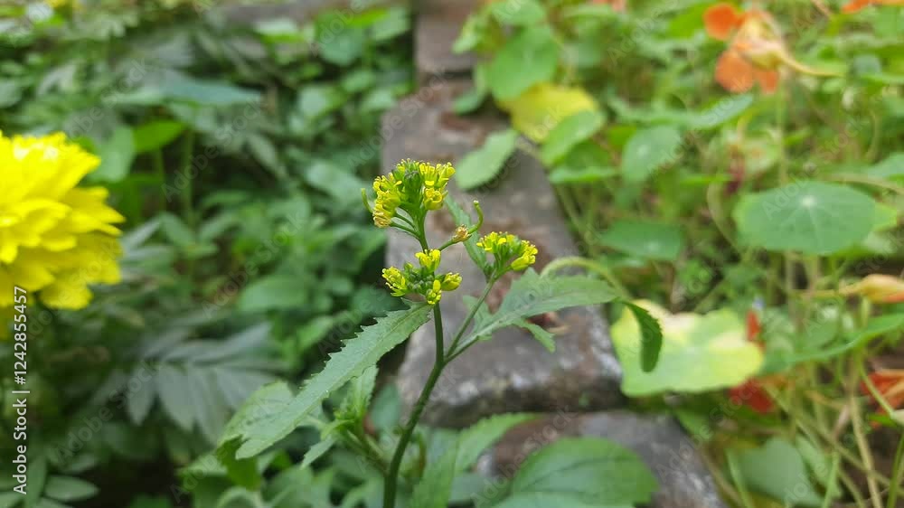 Rorippa palustris flower. Its other names marsh yellow cress, bog yellow cress and common yellow cress. This is a species of flowering plant in the family Brassicaceae. This is a kind of weed. Rorippa palustris flower. Its other names marsh yellow cress, bog yellow cress and common yellow cress. This is a species of flowering plant in the family Brassicaceae. This is a kind of weed.