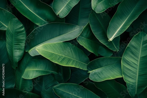 Lush green tropical banana leaves, overhead, textured background, nature design