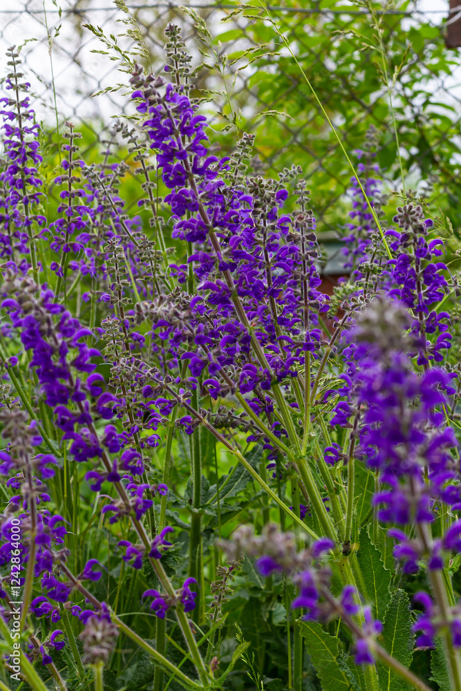 Fototapeta premium Salvia pratensis, the meadow clary or meadow sage, is a species of flowering plant in the family Lamiaceae, native to Europe, western Asia and northern Africa