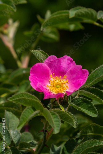 Dog rose, Rosa canina, is an important medicinal plant with pink or white flowers and is used in medicine. It is a wild rose and has red rosehip fruits in the fall