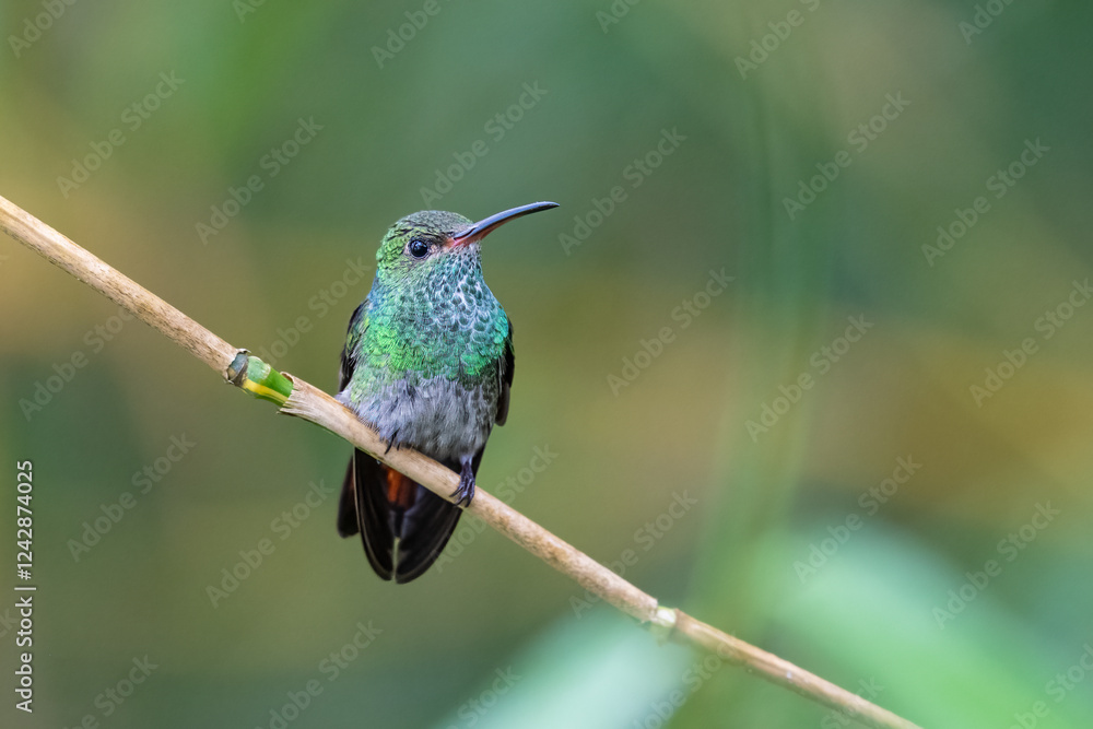 Fototapeta premium Amazilia tzacatl, The rufous-tailed hummingbird is a medium-sized hummingbird