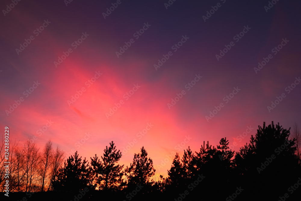 Majestic sky, pink cloud against the silhouettes of pine trees. Red Sunset on the forest. Colorful Sunset Clouds Background Majestic sky, pink cloud against the silhouettes of pine trees. Red Sunset on the forest. Colorful Sunset Clouds Background