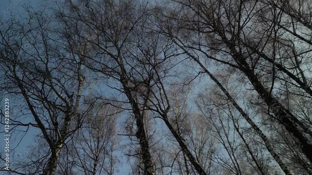 Mountainous area with different vegetation Birch grove. The view from the drone. Winter. Mountainous area with different vegetation Birch grove. The view from the drone. Winter.