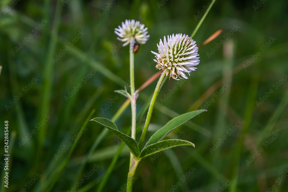 Trifolium montanum, mountain clover meadow in summer. Collecting medicinal herbs for non-traditional medicine. Trifolium montanum, mountain clover meadow in summer. Collecting medicinal herbs for non-traditional medicine.