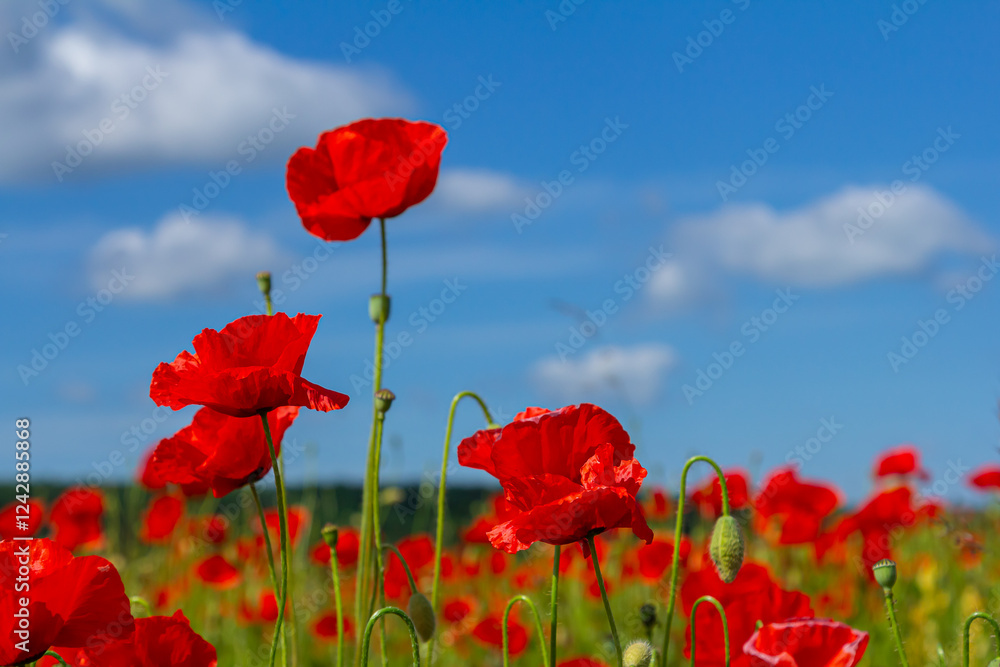 Obraz premium Papaver rhoeas or common poppy, red poppy is an annual herbaceous flowering plant in the poppy family, Papaveraceae, with red petals