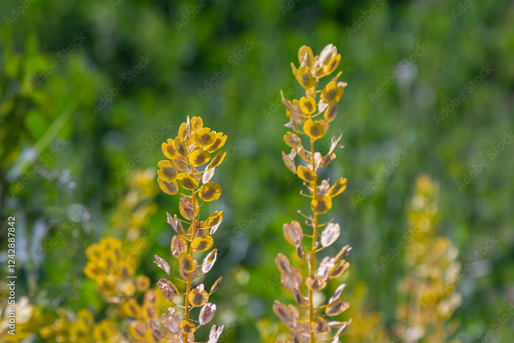 In nature, Thlaspi arvense grows among wild grasses In nature, Thlaspi arvense grows among wild grasses