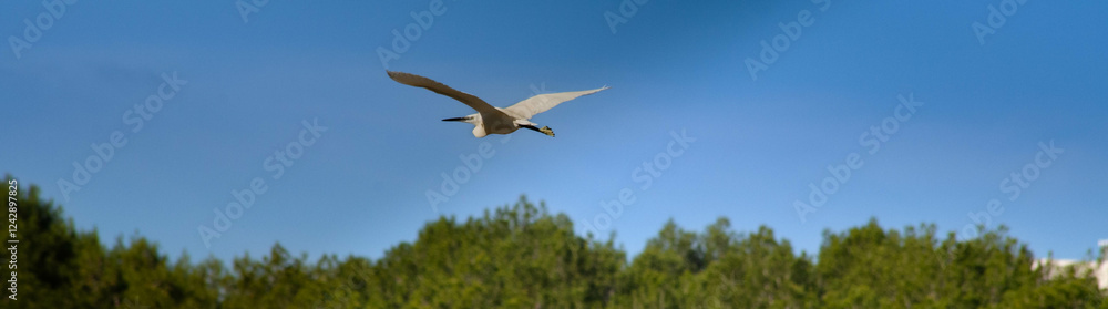 Graceful egret in flight against clear blue sky on a suny day Graceful egret in flight against clear blue sky on a suny day