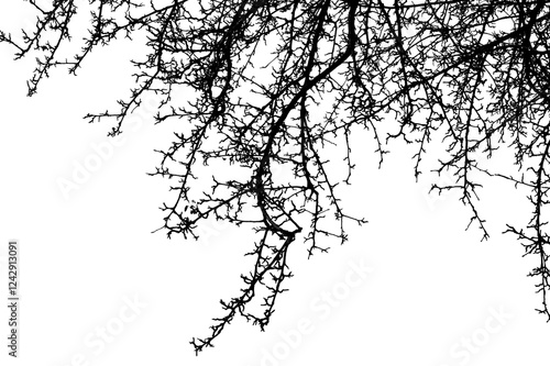Black branches tree isolated on white. Black and white trees silhouettes on sky background. Bare branches trees in winter. Forest pattern texture. Treetops frame.