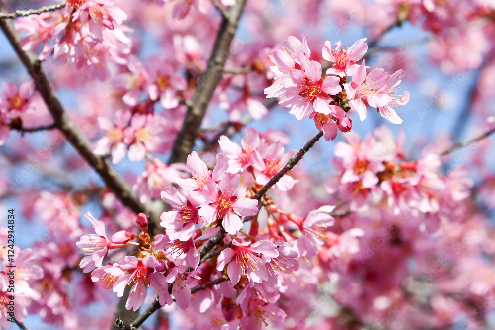 京都 長徳寺のおかめ桜 Okamezakura at Chotokuji Temple, Kyoto 京都 長徳寺のおかめ桜 Okamezakura at Chotokuji Temple, Kyoto