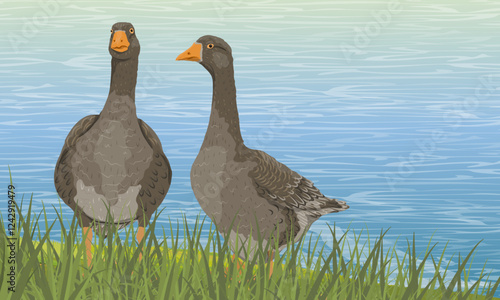 A pair of grey geese walk along the shore of a lake with tall green grass. Domestic and farm birds. Realistic vector landscape