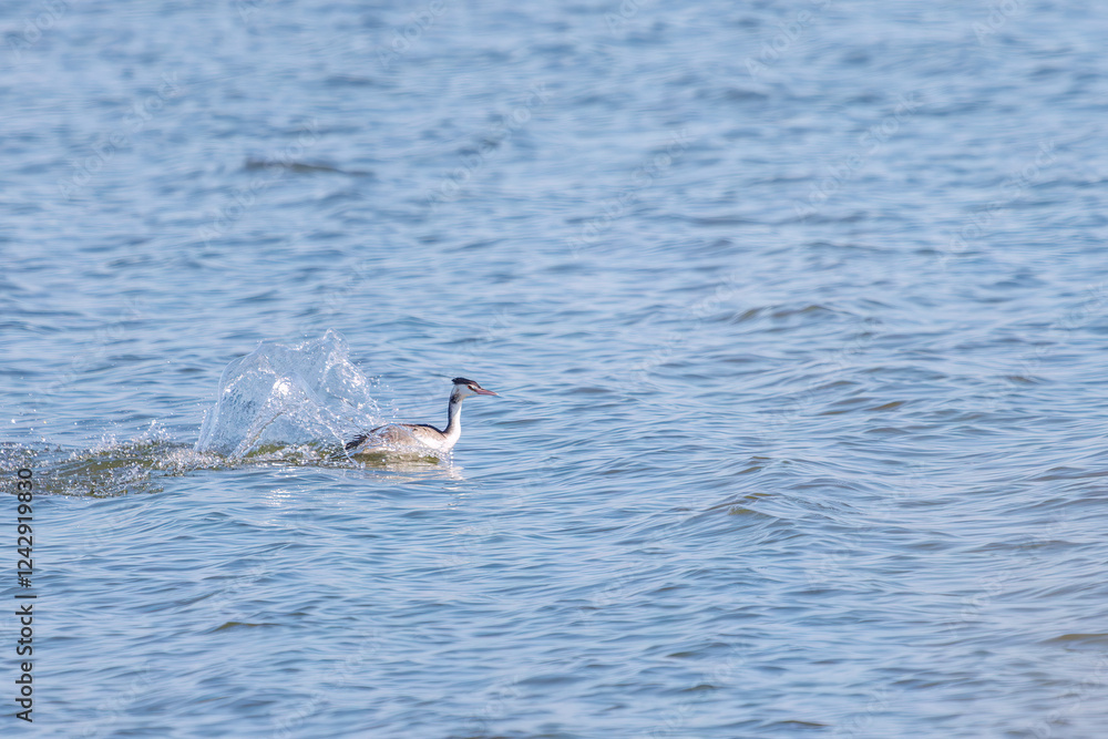 Fototapeta premium 湖で餌を探す美しいカンムリカイツブリ(カイツブリ科) 英名学名:Great Crested Grebe (Podiceps cristatus, family Grebe Podiceps) 栃木県栃木市渡良瀬遊水地-2024